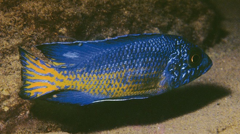 Aulonocara stuartgranti 'Ngara'